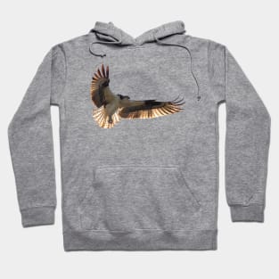 Osprey Hoodie